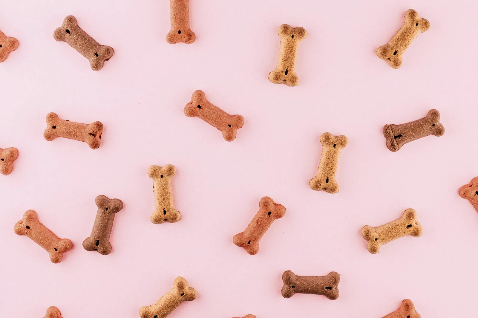Multicolored dog bone toys
