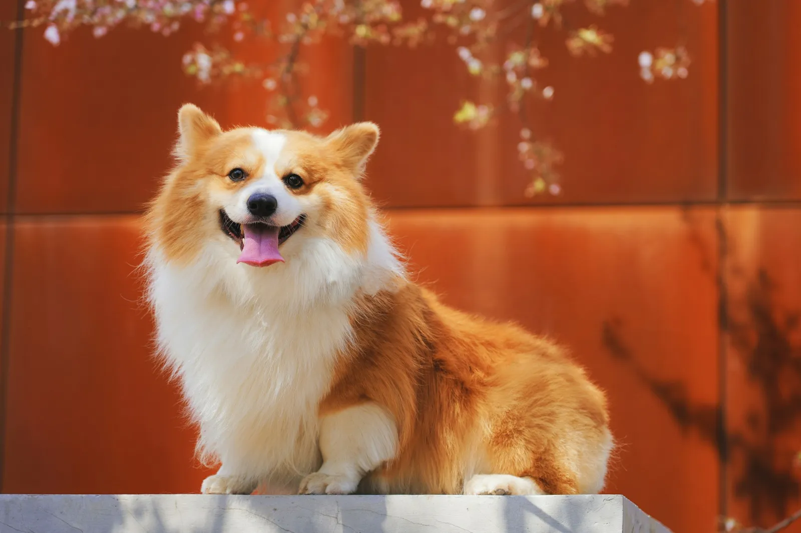 A long-coated white and brown dog