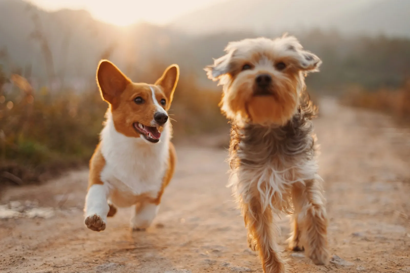 Two brown and white dogs running down a dirt road