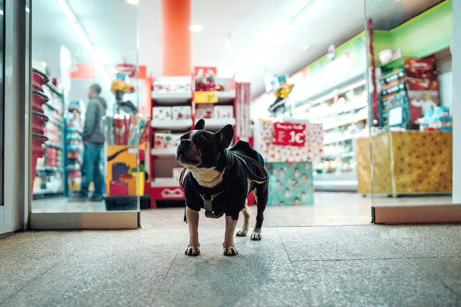 Dog in the shop