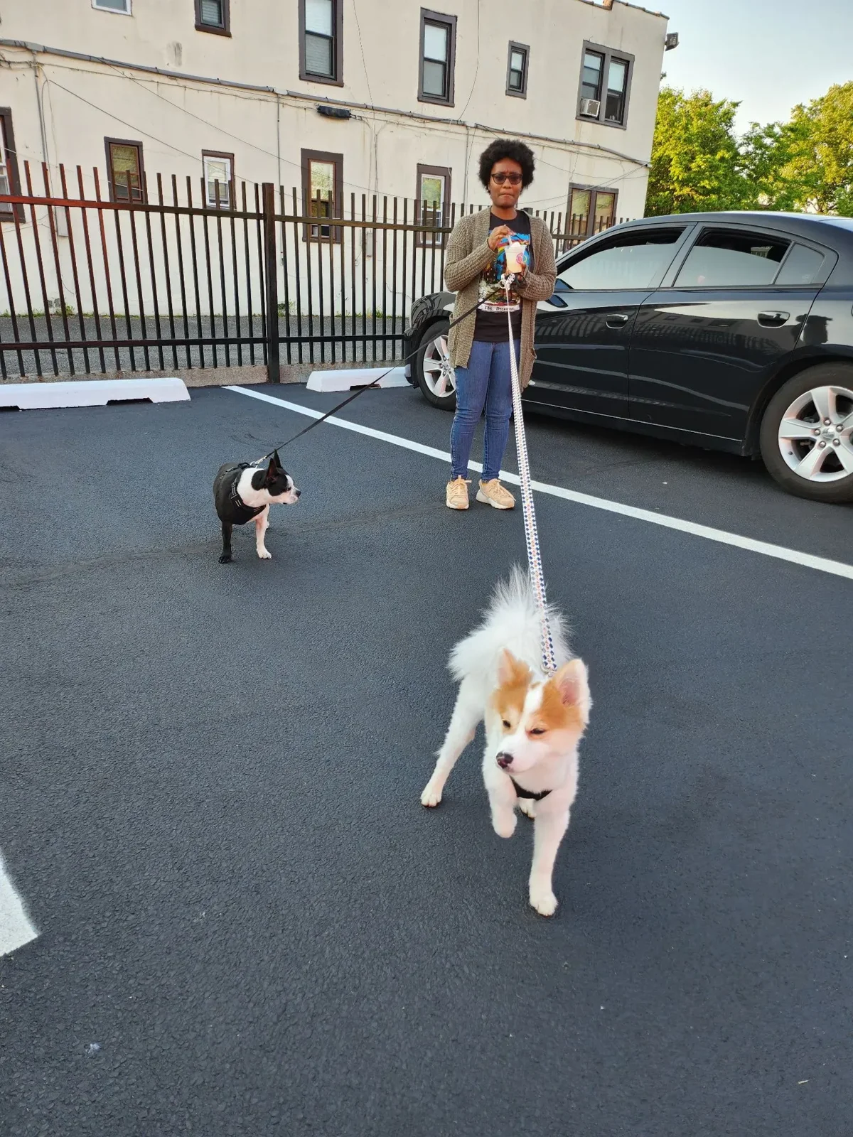Two dogs out on a walk on leashes